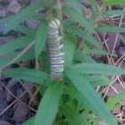 Monarch caterpillar