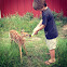 White tail deer