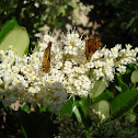 Fiery Skipper