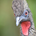 Pava Crestada