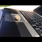 Gray tree frog