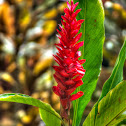 Red Ginger