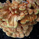 Laetiporus sulphureus (chicken of the woods)