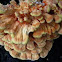 Laetiporus sulphureus (chicken of the woods)