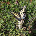 Eastern Tiger Swallowtail