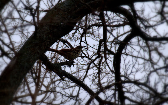 Spotting Image 1