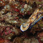 leopard nudi