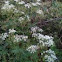 Cow parsley