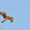 Pallid Harrier