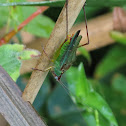 Handsome Meadow Katydid