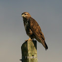Forest Buzzard