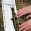 Brown trout