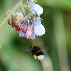 Large earth bumblebee