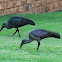 Hadeda, Ibis