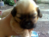 Cachorritos Pequines
