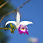Orchid