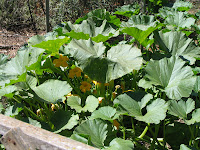 Italian squash going gonzo