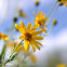 Helianthus tuberosus