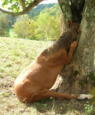 [horse tree[2].jpg]