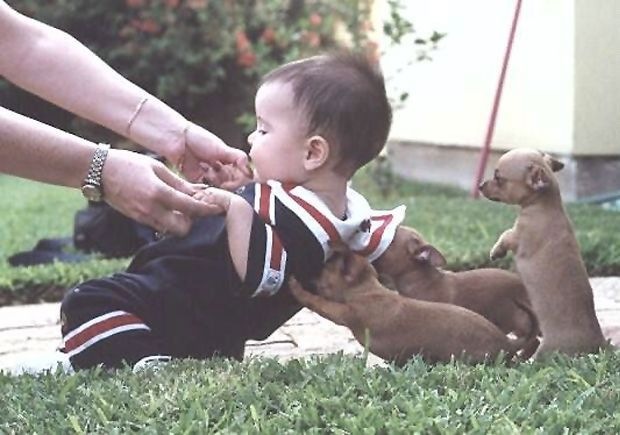 [puppies-help-lift-baby[4].jpg]