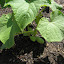 Pickling Cucumber
