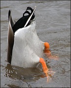 Bottom up duck. Picture credit: Glisglis, http://flickr.com/photos/glisglis/365003674/