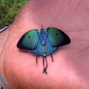 Arcas Tuneta Butterfly
