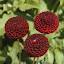 Dahlia 'Crossfield Ebony'