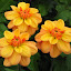 Dahlia 'Ginger Snap'