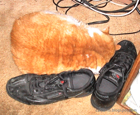 My cat Menelaus sleeping on my shoes.