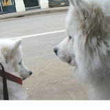 Pups