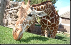 today_giraffe