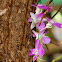 Orchid
