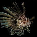 Red Lionfish