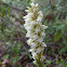 Dense-flowered Orchid
