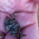 Crab