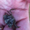 Crab