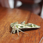 Oleander Hawk Moth