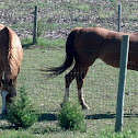 Tennessee Walking Horse or Arabian