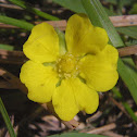 Dwarf Cinquefoil