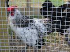 From eggbidWe hatched these 4 handsome roosters in May   They are friendly and ready to find a new home   They are Silver Quail Bantums   We are asking 20 00 each   Will ship to you you pay the shipping   From eggbidFrom eggbidFrom eggbid  