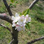 Apple tree (Melo)