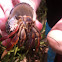 Purple Pincher Hermit Crab