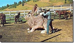 giant-rabbit2