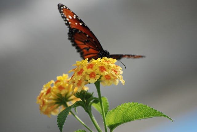 [2008 August Indy Zoo 233[2].jpg]