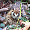 Striped Owl