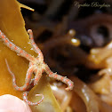 Brittle Star