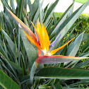 Bird of Paradise