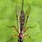 Giant Ichneumon Wasp 