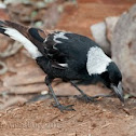 Australian Magpie